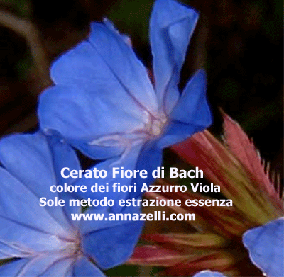 CERATO COLORE DEI FIORI FIORE DI BACH