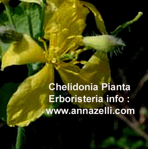 CHELIDONIA,PIANTA, ERBORISTERIA
