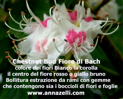 COLORE FIORI CHESTNUT BUD FIORE DI BACH
