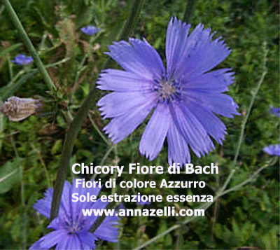 COLORE FIORI CHICORY FIORE DI BACH