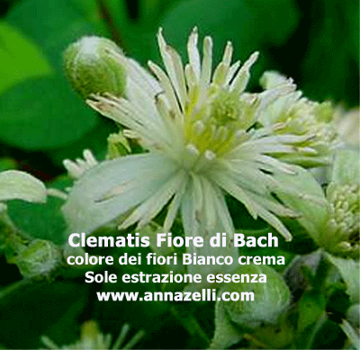 COLORE DEI FIORI CLEMATIS FIORE DI BACH