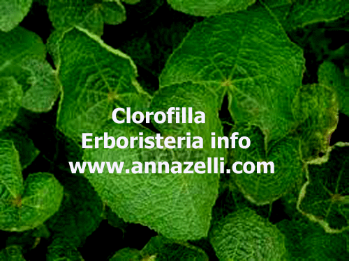 CLOROFILLA, ERBORISTERIA