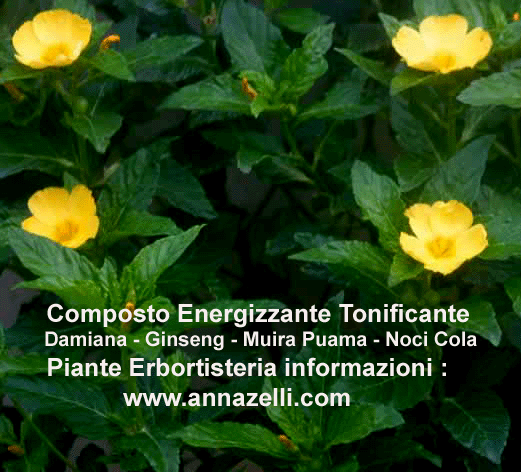 ERBE COMPOSTO ENERGIZZANTE TONIFICANTE, PIANTE, ERBORISTERIA