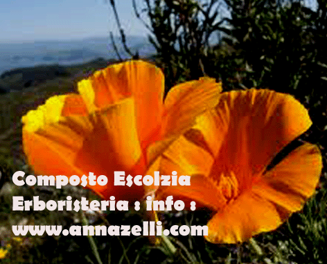 COMPOSTO ESCOLZIA,ERBORISTERIA