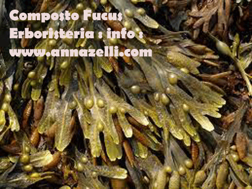 COMPOSTO AL FUCUS ERBORISTERIA