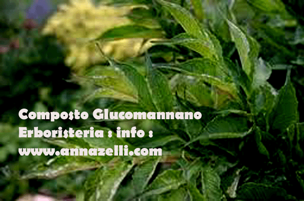 COMPOSTO GLUCOMANNANO, ERBORISTERIA