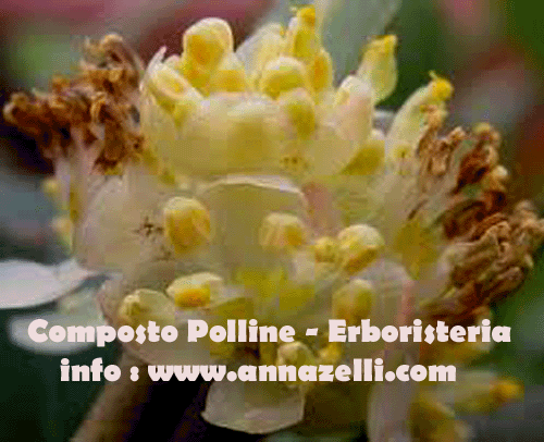 COMPOSTO POLLINE. ERBORISTERIA