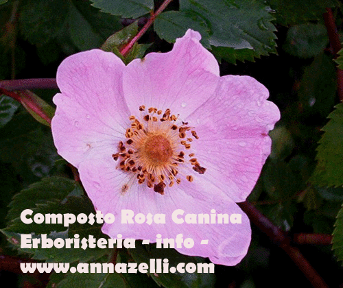 COMPOSTO ROSA CANINA, ERBORISTERIA