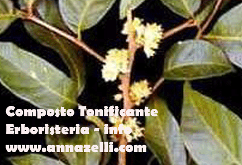 COMPOSTO TONIFICANTE MUIRA PUAMA, ERBORISTERIA
