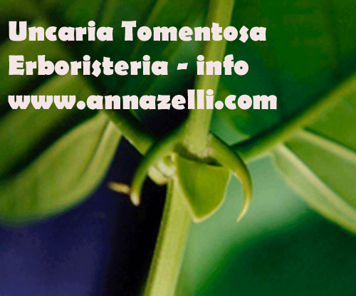 COMPOSTO UNCARIA TOMENTOSA, ERBORISTERIA