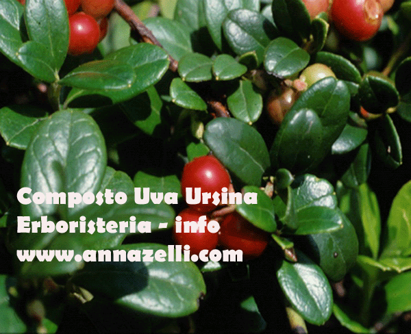 COMPOSTO UVA URSINA, ERBORISTERIA