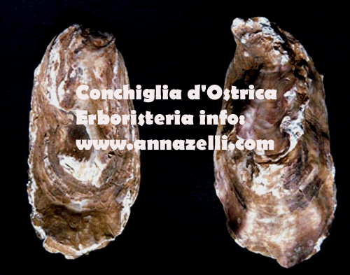CONCHIGLIA D'OSTRICA, ERBORISTERIA