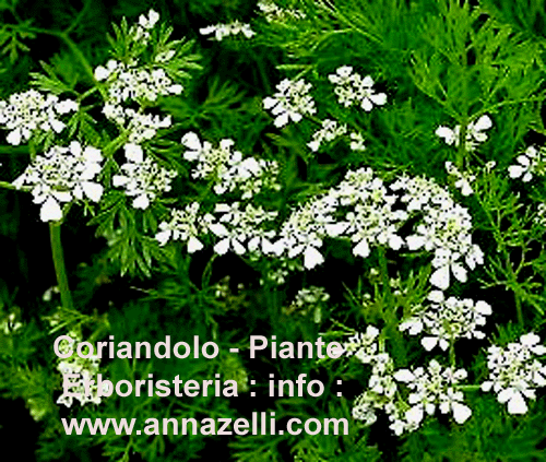 CORIANDOLO, ERBE,PIANTE, ERBORISTERIA