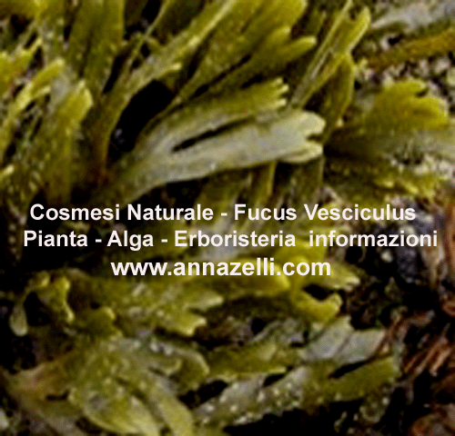FUCUS,COSMESI NATURALE, ERBE,ERBORISTERIA