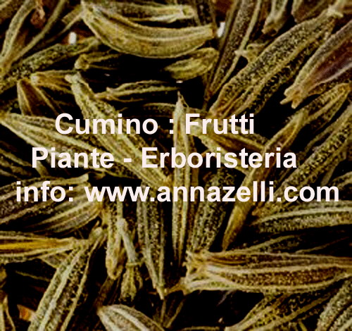 CuMINO, ERBA. PIANTE, ERBORISTERIA