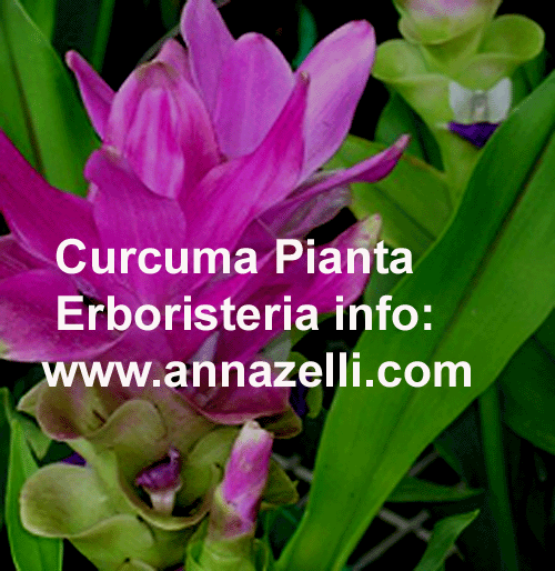 CURCUMA, PIANTA, ERBORISTERIA