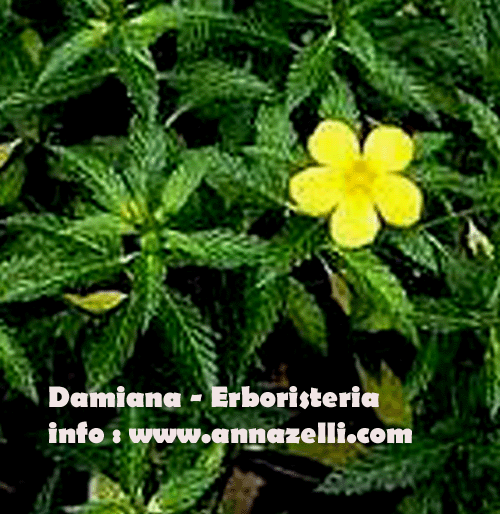 DAMIANA, PIANTE, ERBORISTERIA