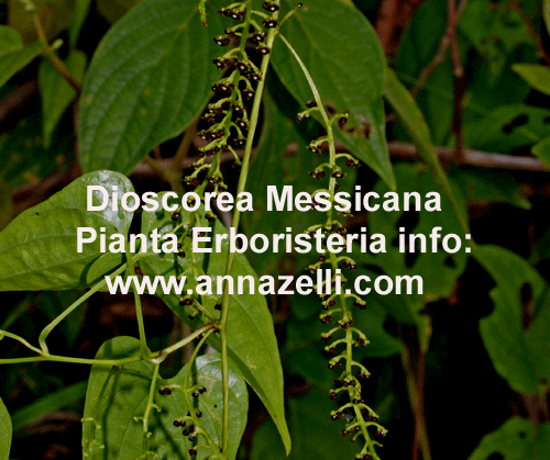 DIOSCOREA MESSICANA, PIANTA, ERBORISTERIA