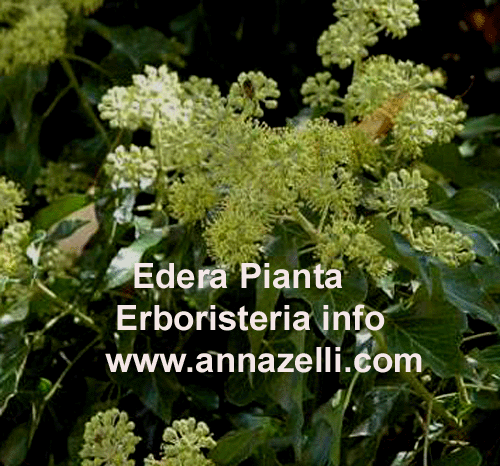 EDERA,HELIX,PIANTA, ERBORISTERIA