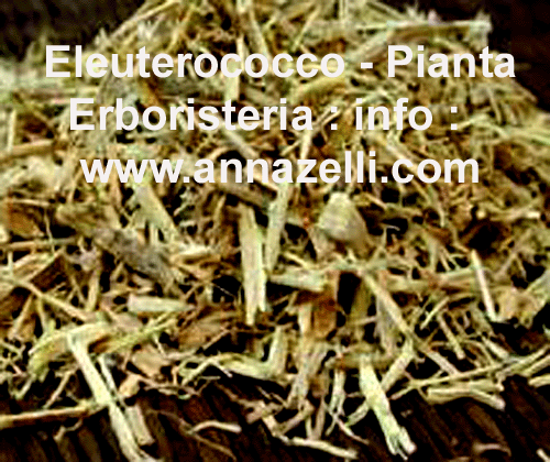 ELEUTEROCOCCO, PIANTA, ERBORISTERIA