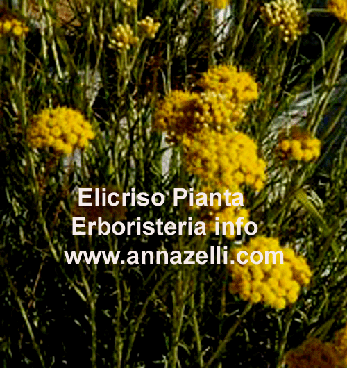 ELICRISO, PIANTA, ERBORISTERIA