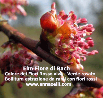 COLORE FIORI ELM FIORE DI BACH