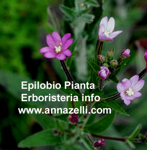 EPILOBIO, PIANTA, ERBORISTERIA