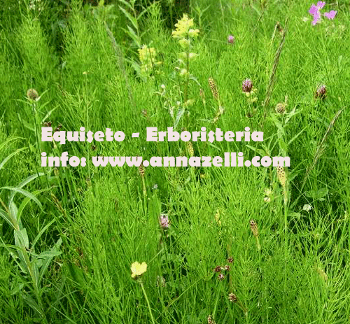 EQUISETO, PIANTA, ERBORISTERIA