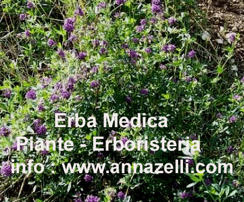 ERBA MEDICA, ALFA-ALFA.PIANTE, ERBORISTERIA