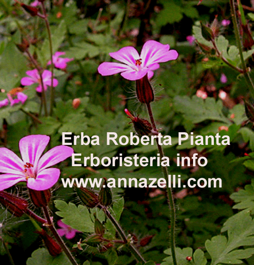 ERBA ROBERTA, PIANTA, ERBORISTERIA