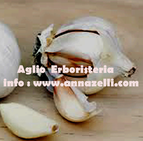 AGLIO, PIANTA, ERBORISTERIA