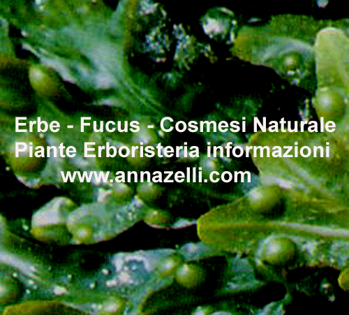 FUCUS E ALGHE MARINE, COSMESI NATURALE, ERBORISTERIA
