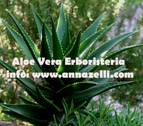 ALOE VERA, PIANTA, ERBORISTERIA