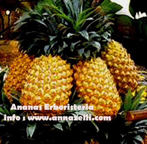 ANANAS,PIANTA, ERBORISTERIA