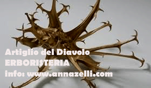 ARTIGLIO DEL DIAVOLO, PIANTA, ERBORISTERIA