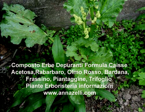 ERBE COMPOSTO DEPURANTE RENE' CAISSE ESSIAC, PIANTE, ERBORISTERIA
