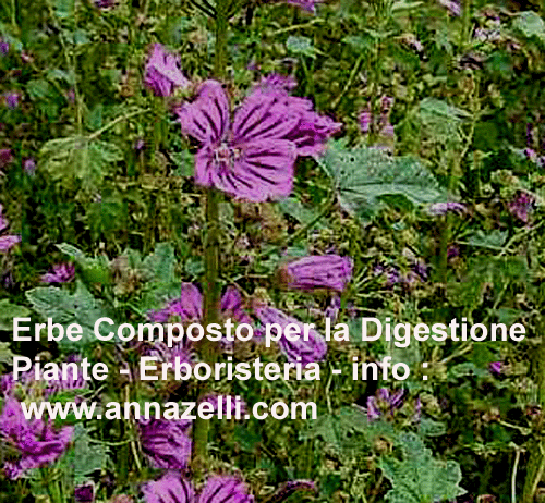 ERBE,COMPOSTO PER LA DIGESTIONE, PIANTE, ERBORISTERIA