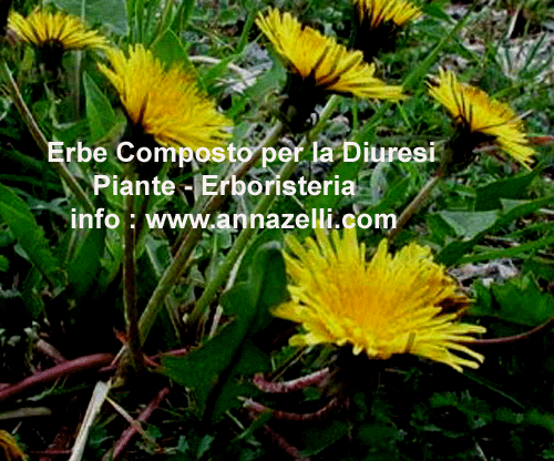 ERBE,COMPOSTO PER LA DIURESI, PIANTE, ERBORISTERIA