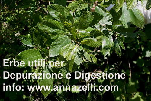 ERBE PER DIGESTIONE DEPURAZIONE, ERBORISTERIA