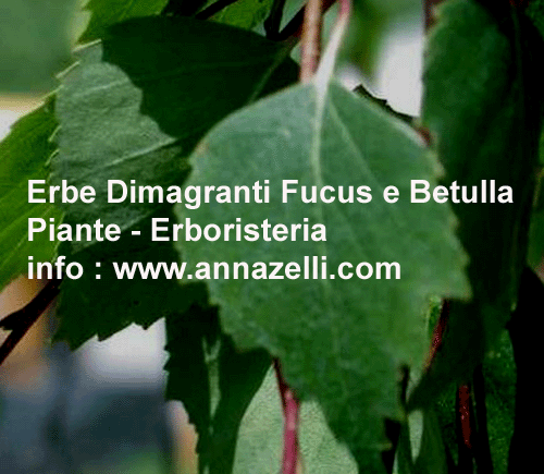 ERBE DIMAGRANTE FUCUS BETULLA,PIANTE, ERBORISTERIA