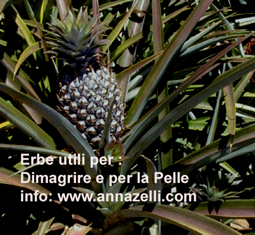 ERBE UTILI PER DIMAGRIRE E PER LA PELLE, ERBORISTERIA