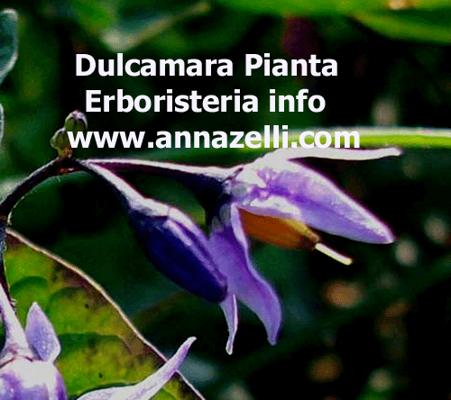 DULCAMARA, PIANTA, ERBORISTERIA