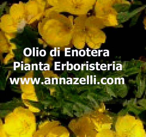 OLIO DI ENOTERA, PIANTA, ERBORISTERIA