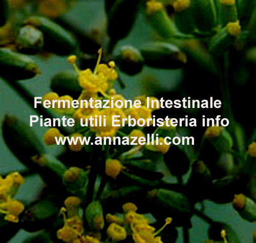 ERBE PER LA FERMENTAZIONE INTESTINALE, ERBORISTERIA