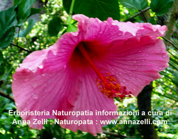 ERBORISTERIA, ED ALTRO, ANNA ZELLI, NATUROPATA, www.annazelli.com