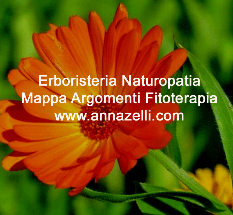 erboristeria naturopatia mappa argomenti fitoterapia www.annazelli.com