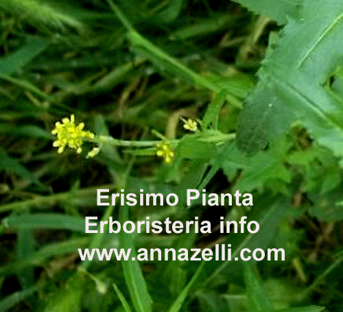 ERISIMO, PIANTA, ERBORISTERIA