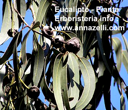 EUCALIPTO, PIANTA, ERBORISTERIA
