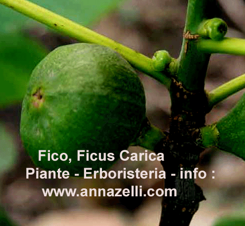 FICO,FICUS CARICA, PIANTA. ERBORISTERIA