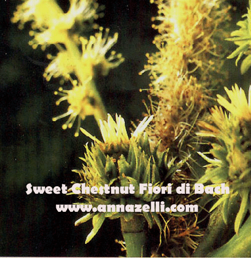 SWEET CHESTNUT,FIORE DI BACH, FIORE DELL'ANIMA,TERAPIA VIBRAZIONALE,FLORITERAPIA,NATUROPATIA
